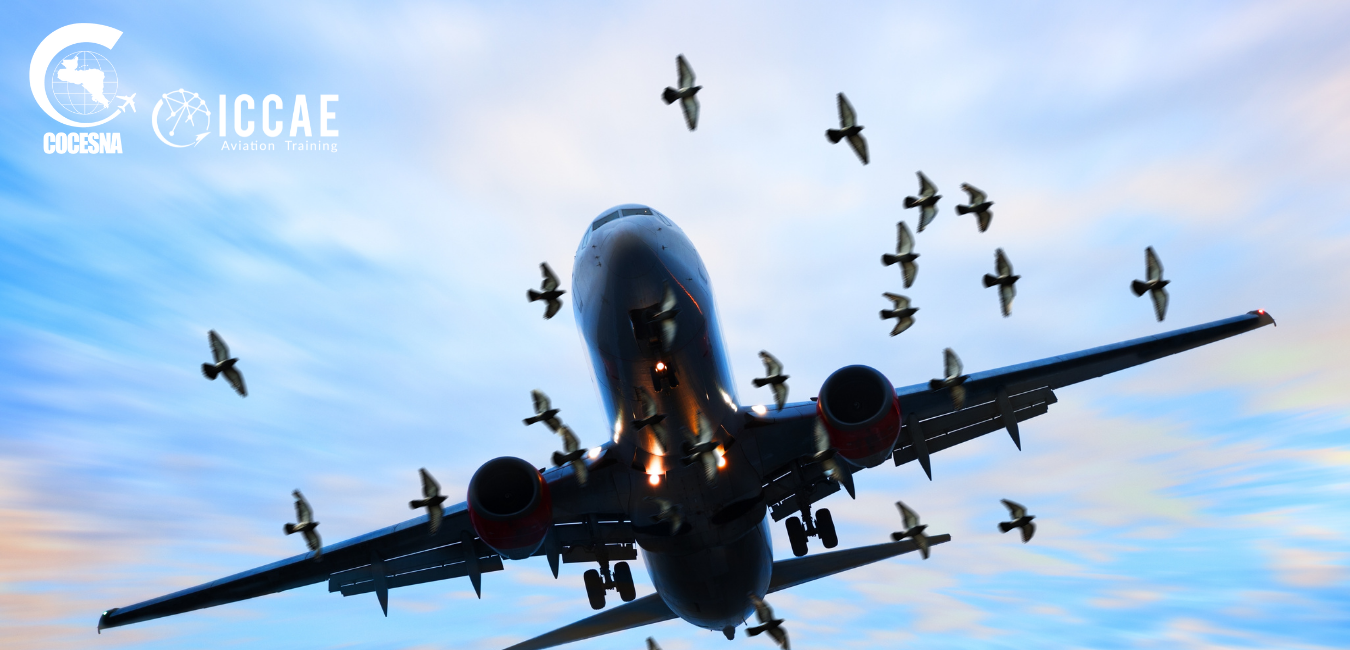 Carboncillo Art Déco Experimental Pasta Comida Sitio Web